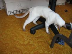 more kittens